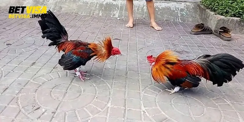 Da-ga-tre-duoc-nhieu-nguoi-yeu-thich
